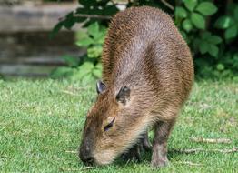 domestic capybara