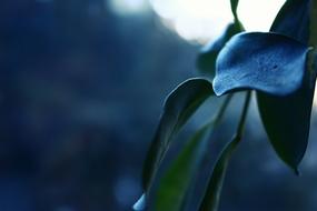 Houseplant Leaf Green