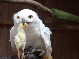 wild owl and bird