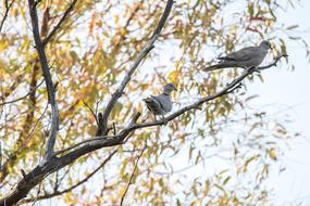 leaves fall tree birds