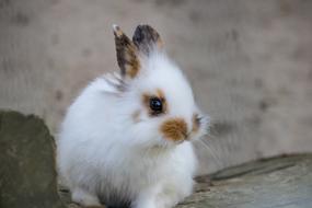 pet miniature rabbit