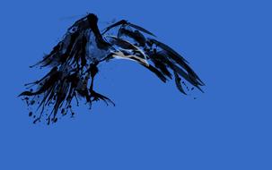 black eagle in a blue sky