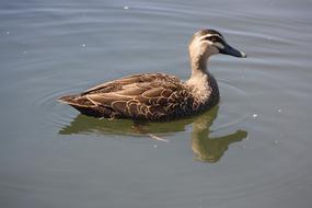 big duck in the water