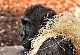black gorilla with hay