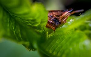 large insect with green leaves