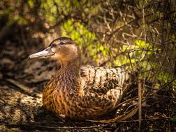wild duck in the forest