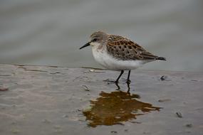 bird with thin legs