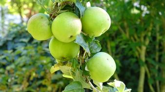 Fresh green Apples Fruits