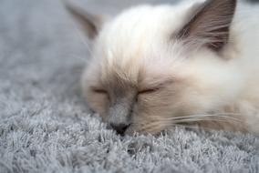 sleeping white cat with gray ears