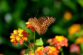 orange butterfly green grass