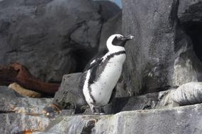 penguin rocks the zoo