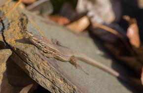 small stone lizard