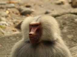 angry white monkey