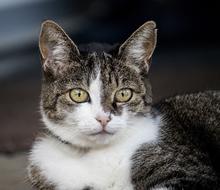 cat with an unusual color
