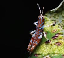 a large insect with tendrils on its leaves