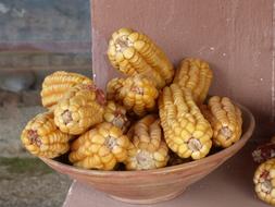 Delicious boiled corn in a bowl