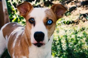 the dog with the gorgeous eyes