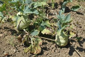 ripe vegetables growing in the garden