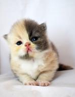 baby kitten colored