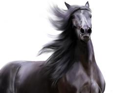 black horse with a big mane