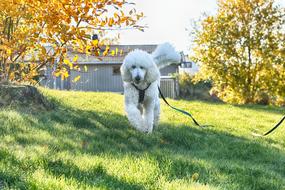 white fluffy dog on a leash