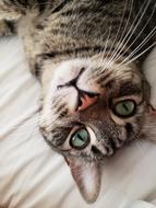 a beautiful cat with green eyes on the floor