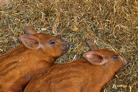 sleeping piglets in the hay
