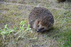 hedgehog in the grass view