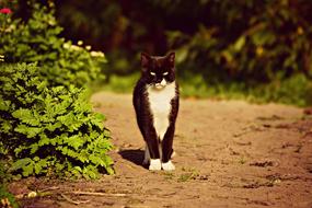 black cat with a white neck view