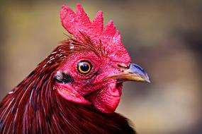 red hen beak