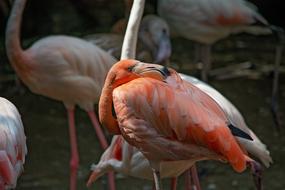beautiful flamingo flock waterfall