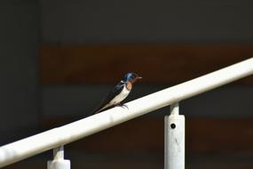 little bird on the stairs