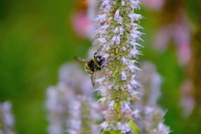 bee flower long nature