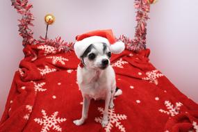 red bedding with a small dog