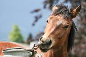 big horse with a bucket
