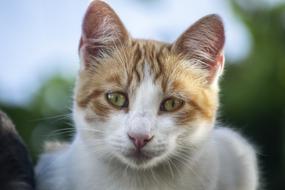 sad cat with a white pattern