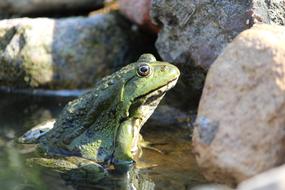 green frog in the rocks