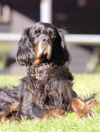 black fluffy dog