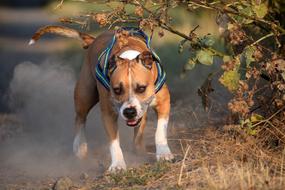 jumping dog by the water