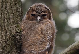 brown owl in a tree