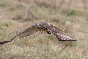 an eagle soars over the field