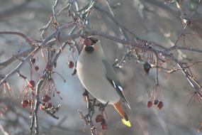 bird branch leaves tree