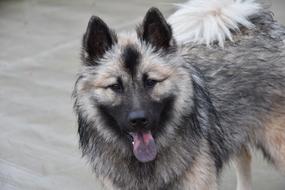dog fluffy tongue blue