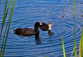 a duck and a duckling in blue water