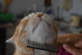 affectionate ginger cat