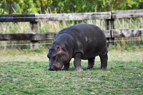 black hippopotamus by the green grass