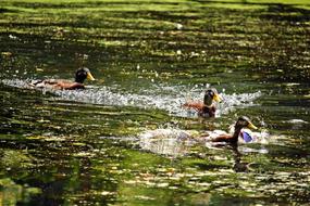 green marsh duck water view