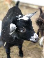 black goat with small horns view