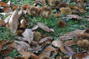 Dry leaves on the green grass