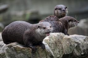 otter black rock species
